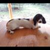 Miniature Dachshunds Puppys