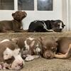 AMERICAN BULLY PUPS 