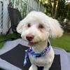 Havanese, Male, 11 months old