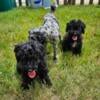 Toy poodles Male  7 months long island ny