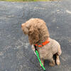 Ckc registered poodle stud