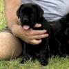 AKC/iccf Cane Corso pups