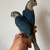 Babies Violet Green Cheek conures