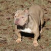 Male American Bully $1,000 