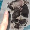 $600-CHIWEENIE-MINIS-PERFECT XMAS GIFT