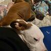 Pittbull male puppy