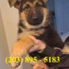 German Shepherd Girl - West Haven, Connecticut