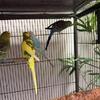 Budgies Parakeet for sale