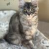 European Registered Maine Coon Kittens for sale!