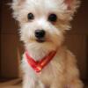 male yorkie 7 months old,