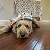 Stud Service Only. Proven Stud- Standard Poodle With Abstract White Markings/OFA/genetic tested 