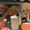 Adorable F1b cavapoo puppies available for pumpkin season