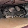 2 Female Chinchillas