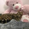 Bengal With Breeding Rights