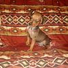 AKC Miniature Pinscher Puppies