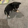 Chihuahua puppy