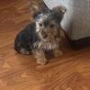 Yorkie fur babies