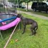 AKC Registered 2yr Great Dane south of Columbus