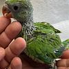 INDIAN RINGNECK VERDE