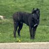 Cane corso mastiff 1 year old akc