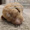 F1b Medium Goldendoodles - Marvel Litter