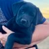 English Labrador Retriever Puppies!