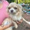 Long haired chihuahua male and females