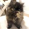 Persian and Exotic Shorthair kittens 