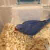 Indian Ringneck babies for sale