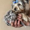 Mothers Day Special Merle Yorkie!