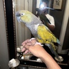 Patagonian Conure