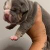 Olde English Bulldogge puppies