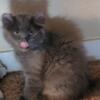 TICA registered Blue Highlander kittens ready after July 5th