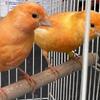 Canaries , Mosaic is a term for a color variation in Canaries