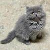 Purebred Persian Kittens
