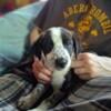 Border Collie/Dalmation mix puppies!