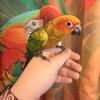 Sun Conure Babies