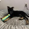 Sweet German Shepherd Girl