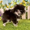 Toy pomeranians