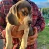 Adorable AKC Beagle puppies