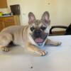 AKC REGISTERED FRENCH BULLDOG PUPPIES AVAILABLE NOW