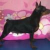 MINIATURE PINSCHER (Adult)