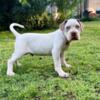 XL American Bully ABKC Male