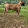 Imported boerboel stud  for sale