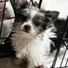 Adorable Morkie female to love!