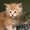 Beautiful European Maine Coon Kittens CFA