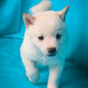 3 Shiba Babies Looking for Their Furever Homes!