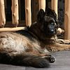 Adult Female AKC Long Hair GSD