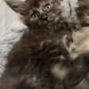 Purebred Maine coon and American Curl Lynx Point Highlander Kittens 