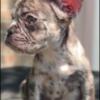 AKC FRENCH BULLDOG PUPPIES (2) FEMALES - SERIOUS INQUIRIES ONLY